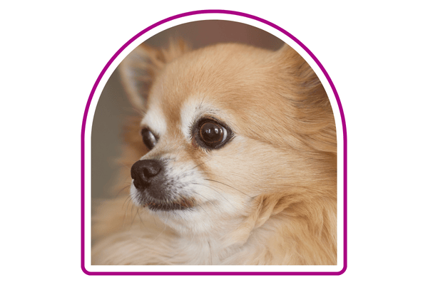 Auto Turista Quálitas